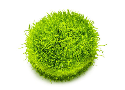 Utricularia graminifolia