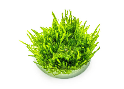 Vesicularia ferriei 'Weeping Moss'