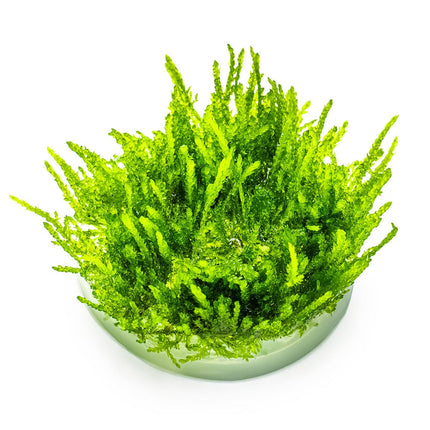 Vesicularia ferriei 'Weeping Moss'