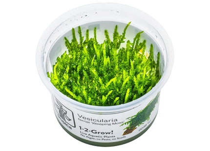 Vesicularia ferriei 'Weeping Moss' InVitro Pflanze