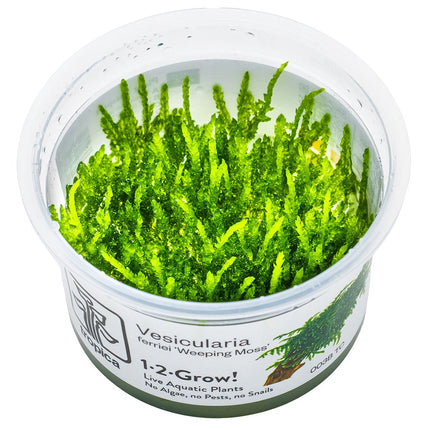 Vesicularia ferriei 'Weeping Moss' InVitro Pflanze