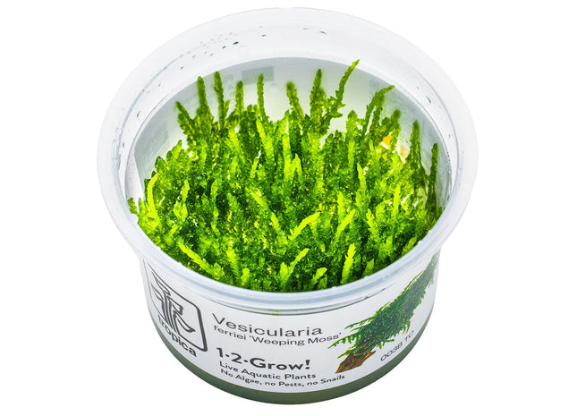Vesicularia ferriei 'Weeping Moss' InVitro Pflanze