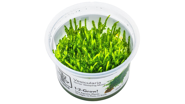 Vesicularia ferriei 'Weeping Moss' InVitro Pflanze