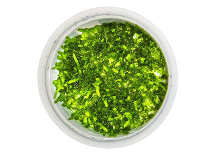 Vesicularia ferriei 'Weeping Moss' von oben