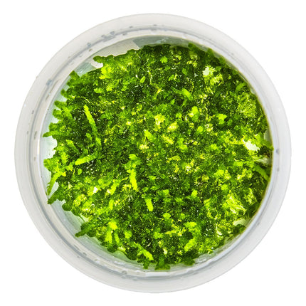 Vesicularia ferriei 'Weeping Moss' von oben