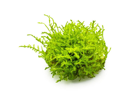 Vesicularia montagnei 'Christmas Moss'