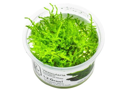 Vesicularia montagnei 'Christmas Moss' InVitro Pflanze