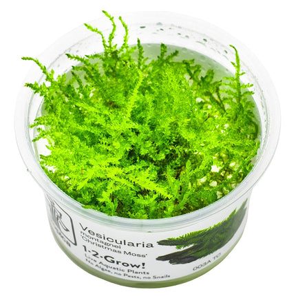 Vesicularia montagnei 'Christmas Moss' InVitro Pflanze