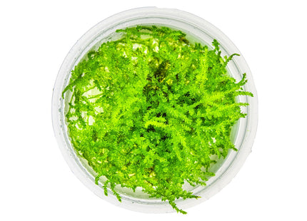 Vesicularia montagnei 'Christmas Moss' von oben