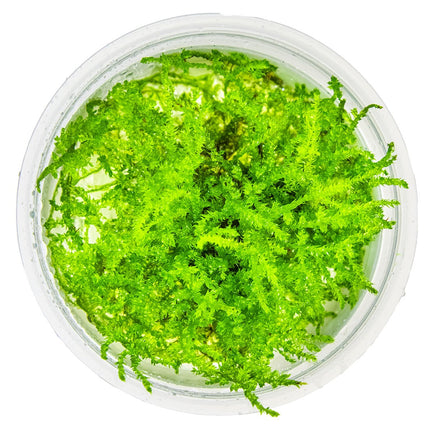 Vesicularia montagnei 'Christmas Moss' von oben