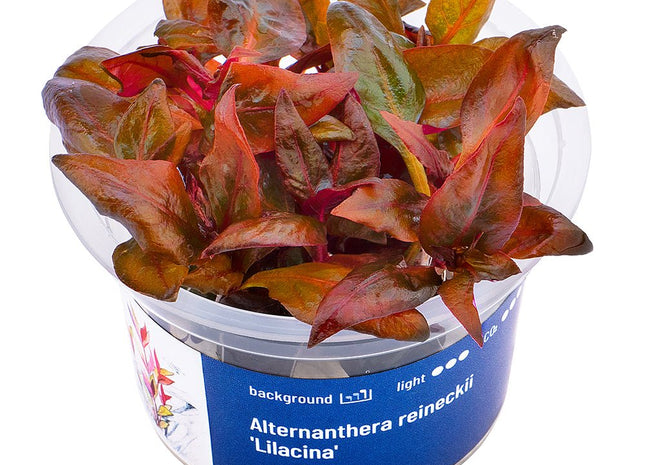 Alternanthera reineckii 'Lilacina' - GarnelenTv-Shop