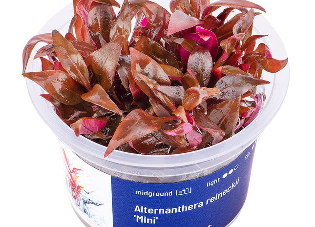 Alternanthera reineckii 'Mini' - GarnelenTv-Shop