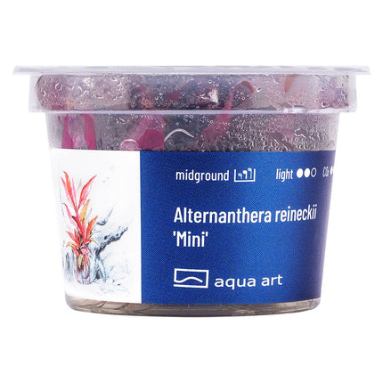 Alternanthera reineckii 'Mini' - GarnelenTv-Shop