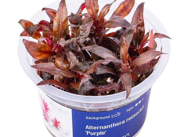 Alternanthera reineckii 'Purple' - GarnelenTv-Shop