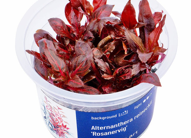 Alternanthera reineckii 'Rosanervig' - GarnelenTv-Shop