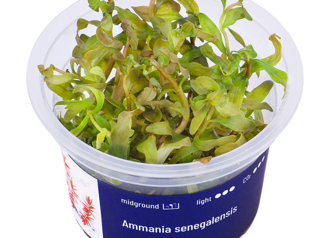 Ammania senegalensis - InVitro - GarnelenTv-Shop