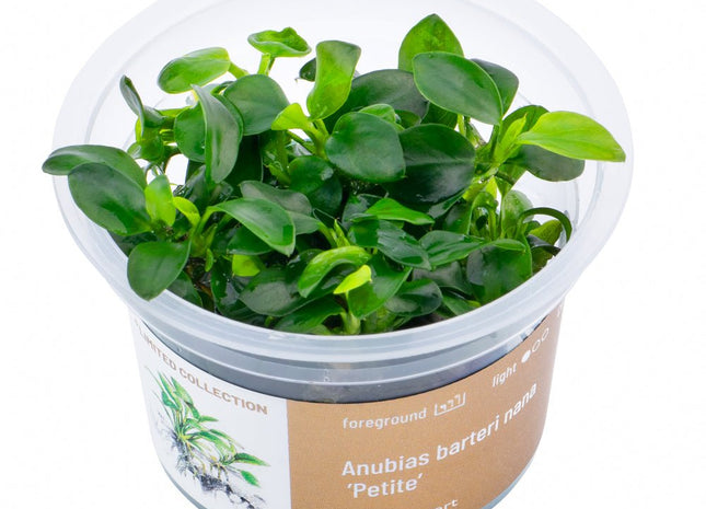 Anubias barteri nana ’Petite’ - InVitro - GarnelenTv-Shop