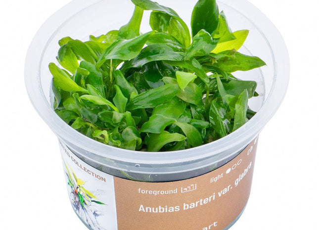 Anubias barteri var. Glabra - InVitro - GarnelenTv-Shop