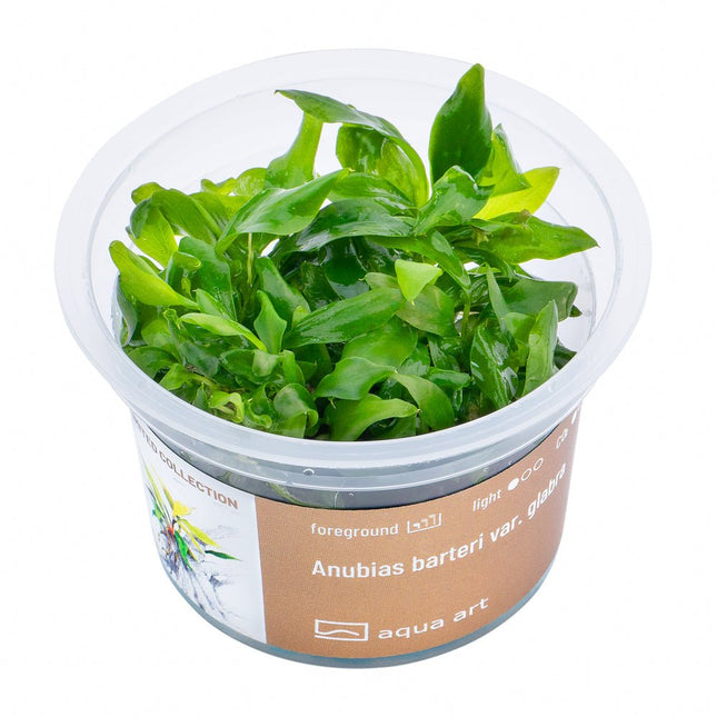 Anubias barteri var. Glabra - InVitro - GarnelenTv-Shop