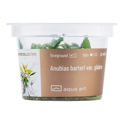 Anubias barteri var. Glabra - InVitro - GarnelenTv-Shop
