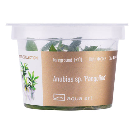 Anubias sp. ’Pangolino’ - InVitro - GarnelenTv-Shop