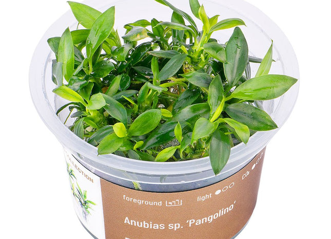 Anubias sp. ’Pangolino’ - InVitro - GarnelenTv-Shop