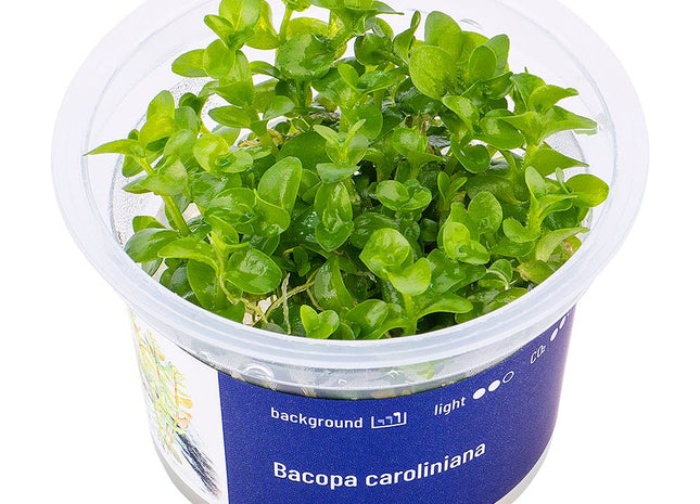 Bacopa caroliniana - InVitro - GarnelenTv-Shop