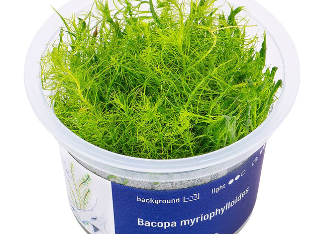 Bacopa myriophylloides - InVitro - GarnelenTv-Shop