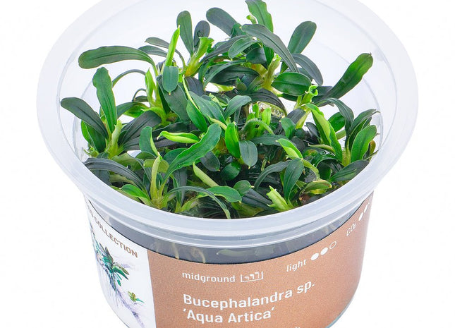 Bucephalandra sp. ’Aqua Artica’ - InVitro - GarnelenTv-Shop