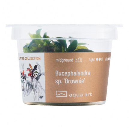 Bucephalandra sp. ’Brownie’ - InVitro - GarnelenTv-Shop