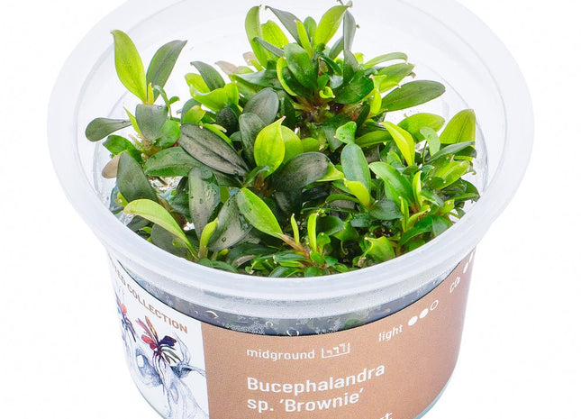 Bucephalandra sp. ’Brownie’ - InVitro - GarnelenTv-Shop