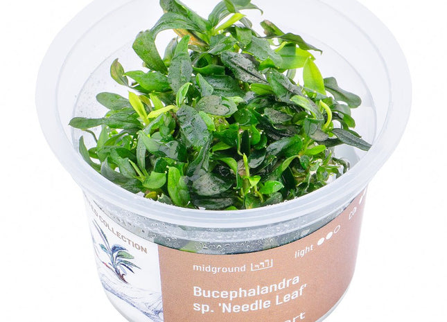 Bucephalandra sp. ’Needle Leaf’ - InVitro - GarnelenTv-Shop