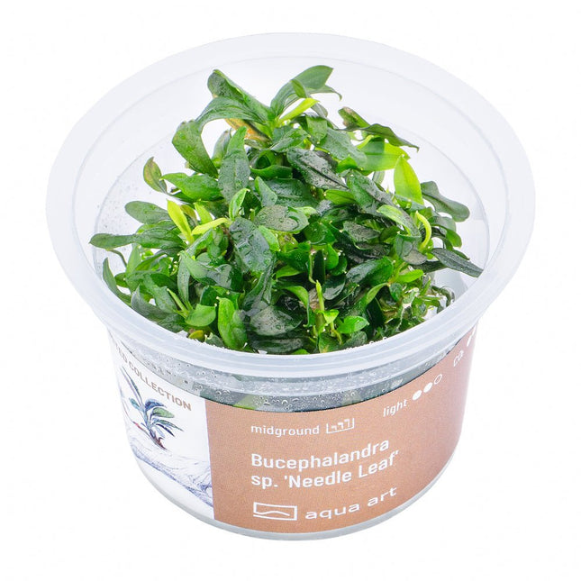 Bucephalandra sp. ’Needle Leaf’ - InVitro - GarnelenTv-Shop