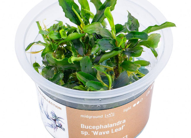 Bucephalandra sp.’Wave Leaf’ - InVitro - GarnelenTv-Shop