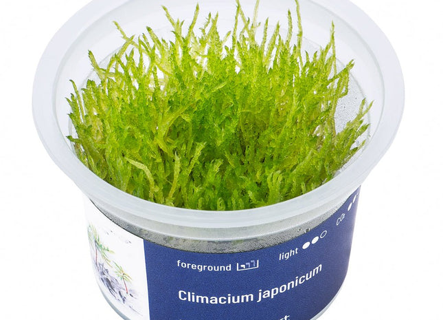 Climacium japonicum - InVitro - GarnelenTv-Shop