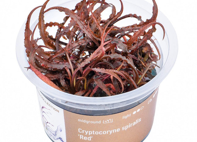 Cryptocoryne spiralis 'Red' - InVitro - GarnelenTv-Shop