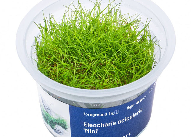 Eleocharis acicularis 'Mini' - InVitro - GarnelenTv-Shop