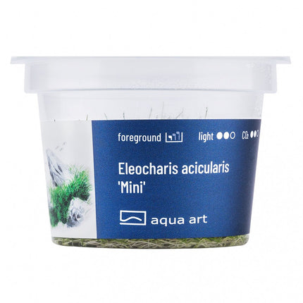 Eleocharis acicularis 'Mini' - InVitro - GarnelenTv-Shop