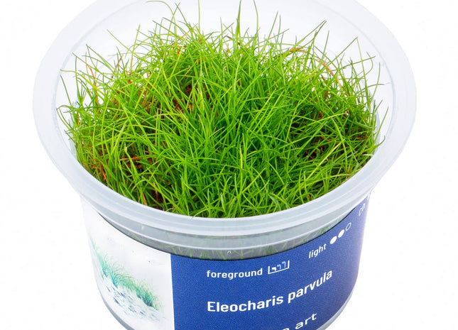 Eleocharis parvula - InVitro - GarnelenTv-Shop