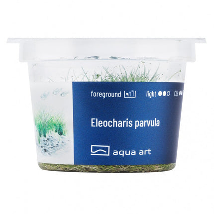 Eleocharis parvula - InVitro - GarnelenTv-Shop
