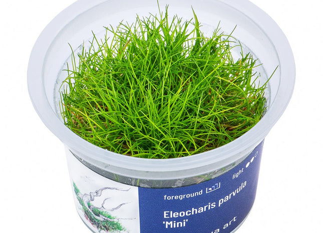 Eleocharis parvula ’Mini’ - InVitro - GarnelenTv-Shop