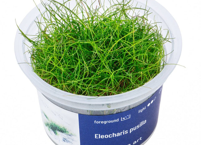 Eleocharis pusilla - InVitro - GarnelenTv-Shop