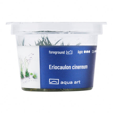 Eriocaulon cinereum - InVitro - GarnelenTv-Shop
