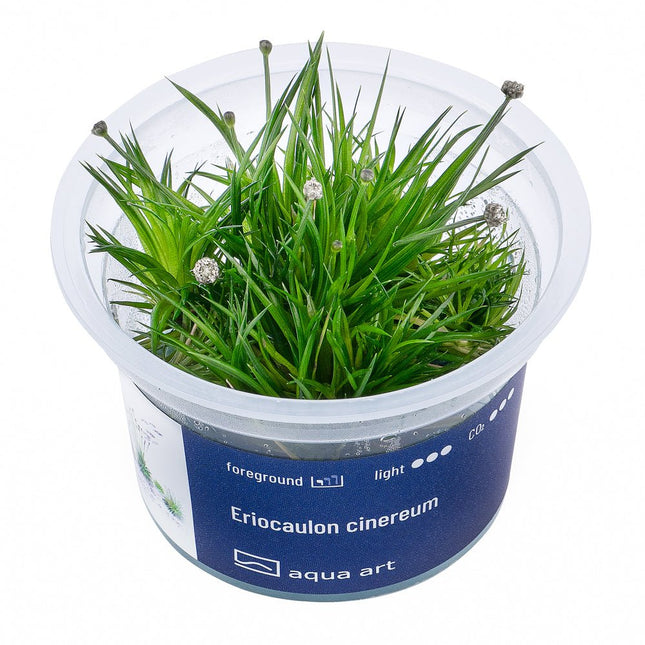 Eriocaulon cinereum - InVitro - GarnelenTv-Shop