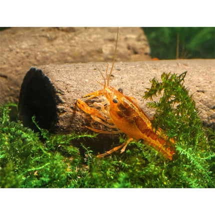 GlasGarten - Crispy Caves, fressbare Höhlen für Wirbellose - GarnelenTv-Shop