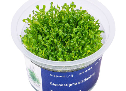 Glossostigma elatinoides - InVitro - GarnelenTv-Shop