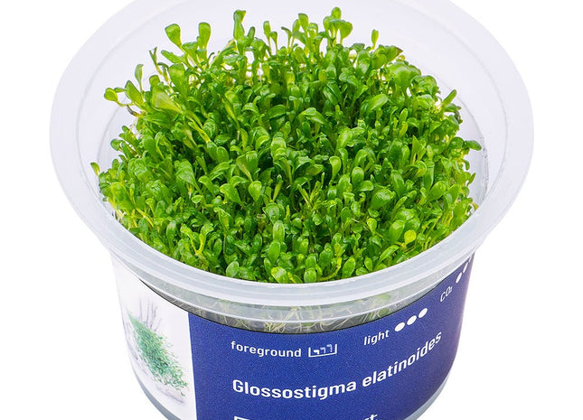 Glossostigma elatinoides - InVitro - GarnelenTv-Shop