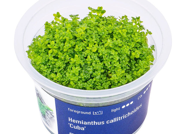 Hemianthus callitrichoides 'Cuba' - InVitro - GarnelenTv-Shop