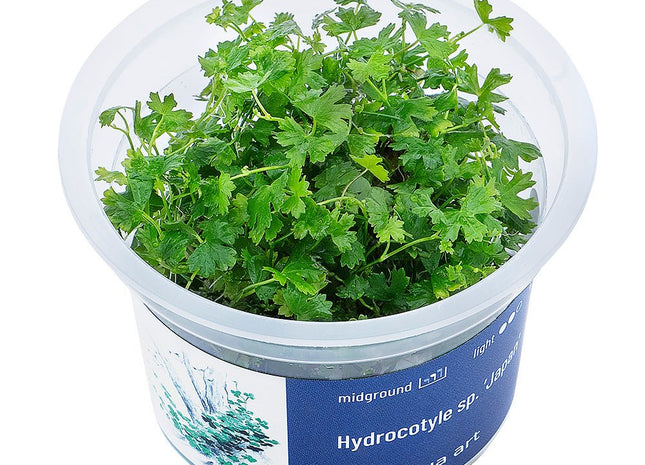 Hydrocotyle sp. ’Japan’ - InVitro - GarnelenTv-Shop