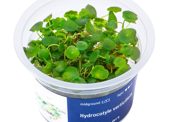 Hydrocotyle verticillata - InVitro - GarnelenTv-Shop